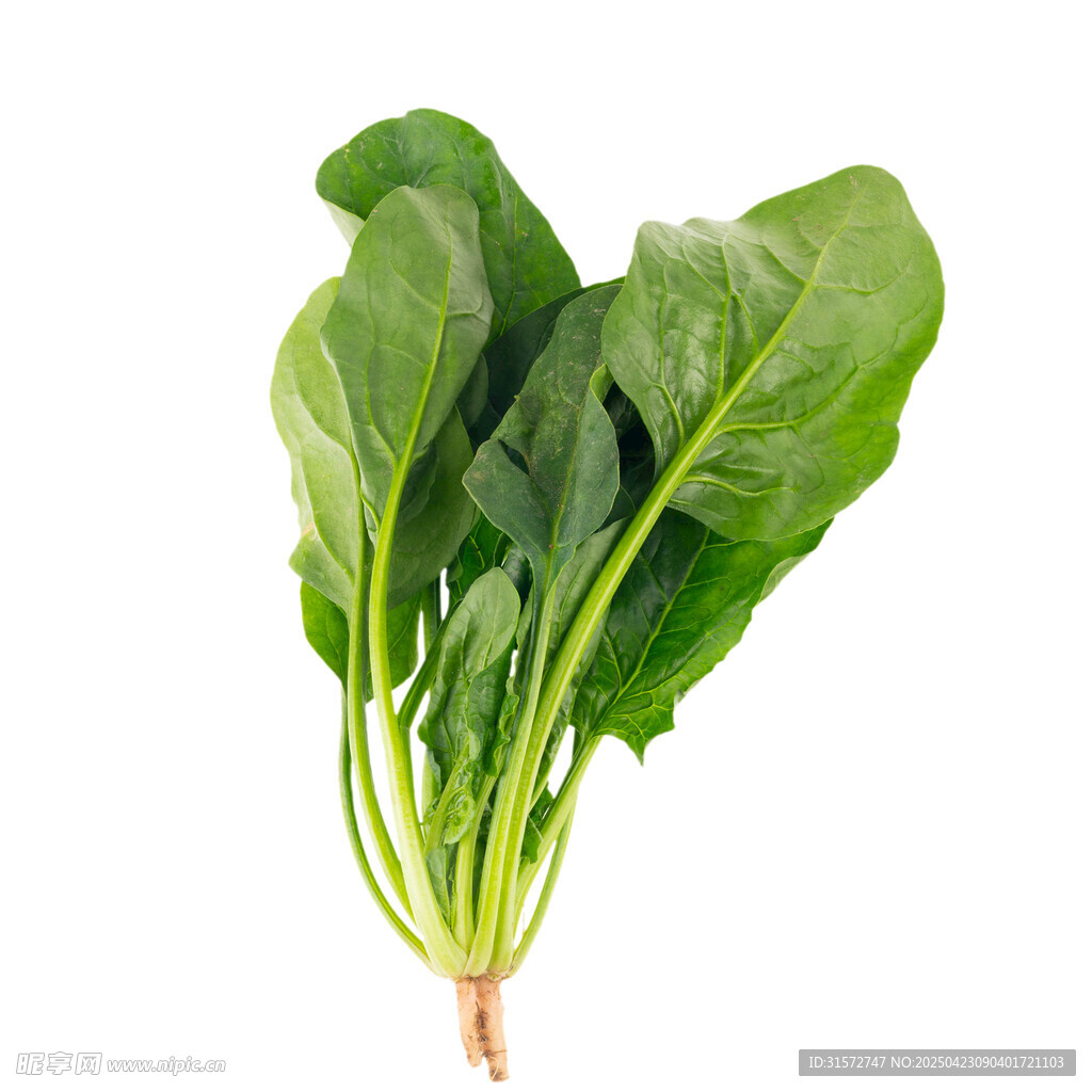 菠菜