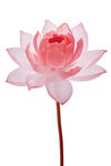 粉色莲花绽放