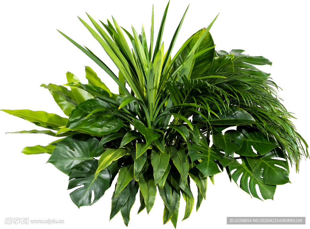 翠绿繁茂室内观叶植物