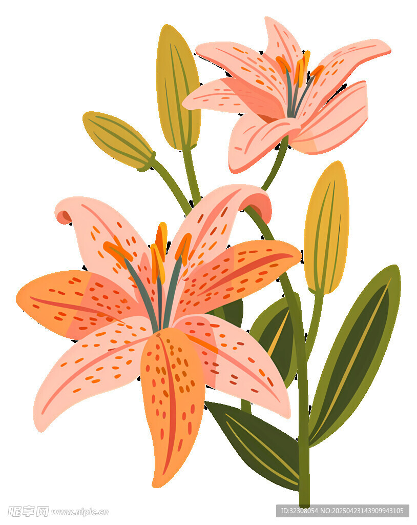 两朵美丽的斑点百合花