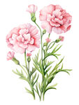 粉色康乃馨花卉插画