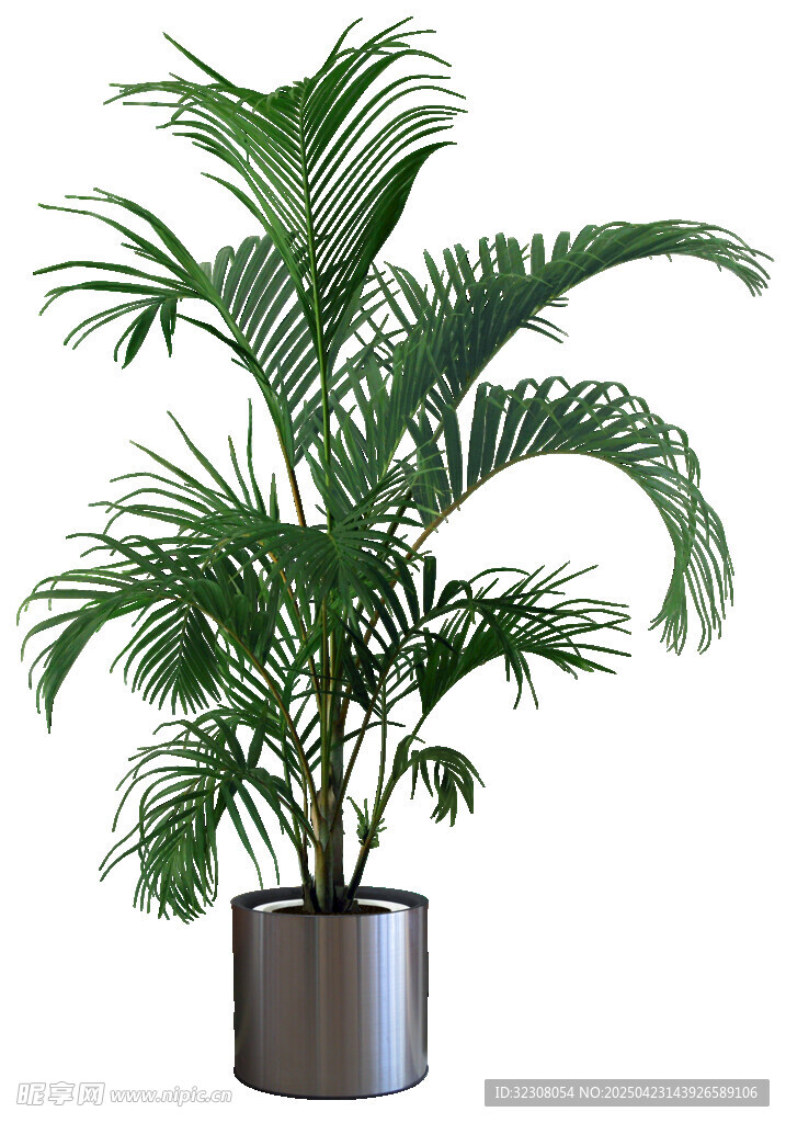 室内绿植盆栽散尾葵