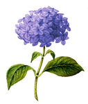 紫色绣球花插画