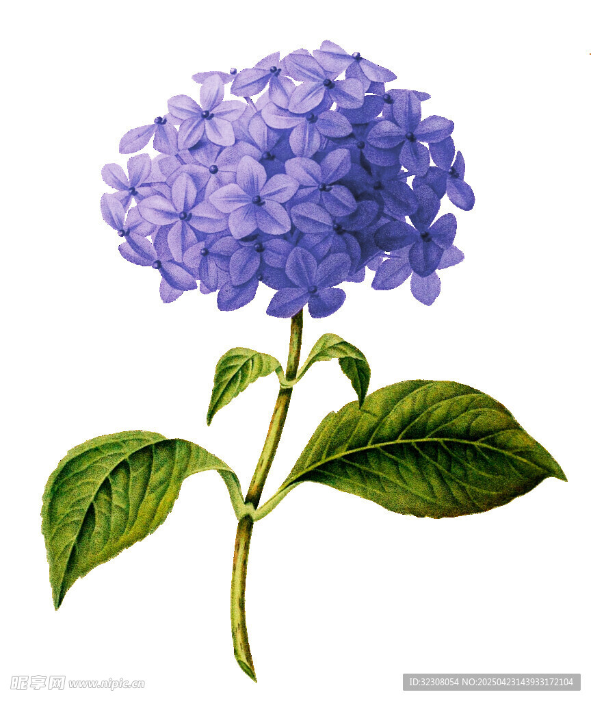 紫色绣球花插画