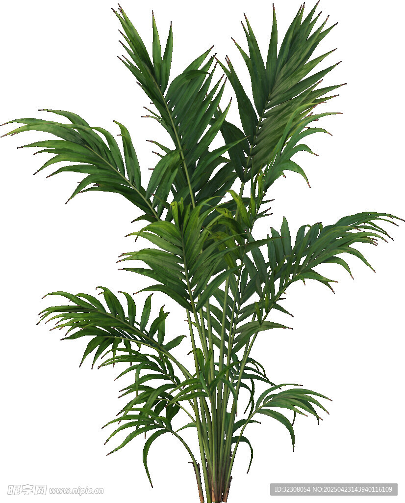 翠绿散尾葵植物特写