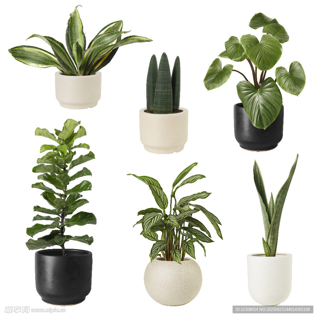 多样盆栽植物展示