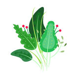 清新绿叶植物插画