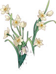 手绘清新水仙花插画