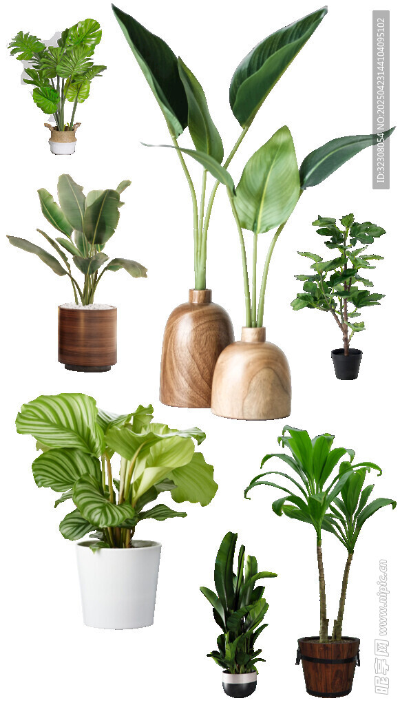 多样盆栽植物展示
