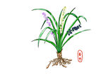 手绘兰花植株图