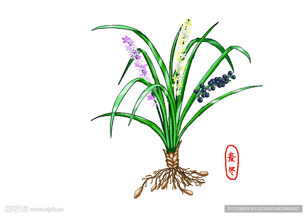 手绘兰花植株图