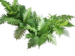 翠绿蕨类植物枝叶特写