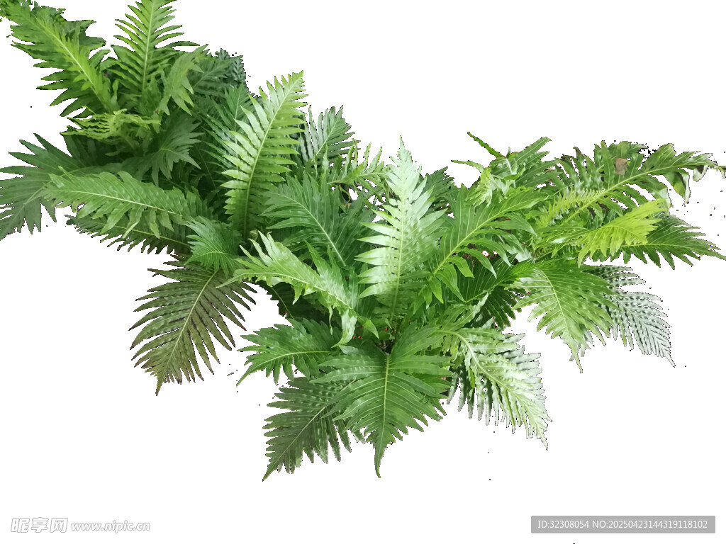 翠绿蕨类植物枝叶特写