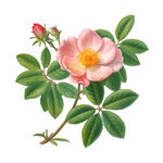 粉色蔷薇花植物插画
