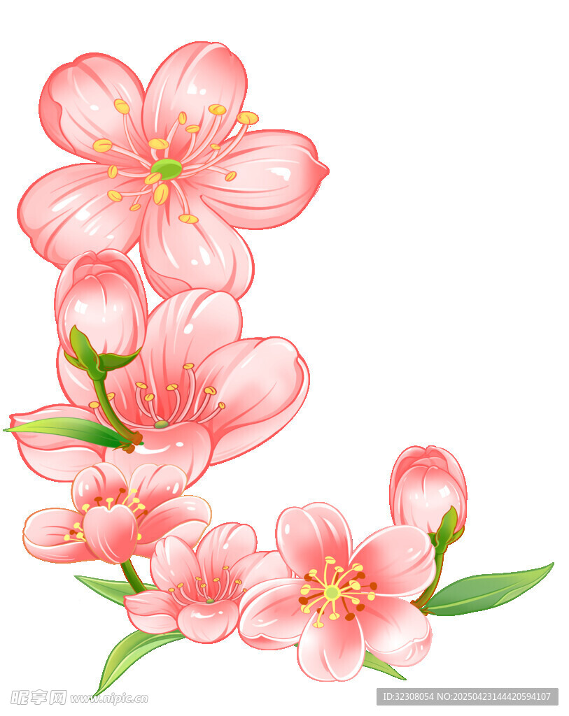 粉色绽放的美丽樱花花朵
