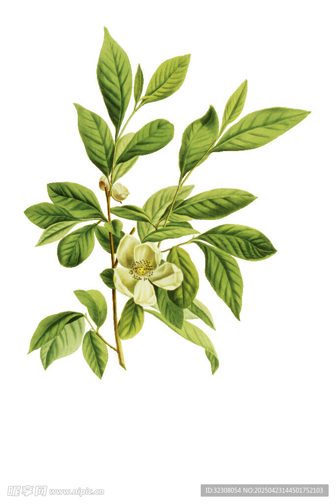 绿叶白花植物插画