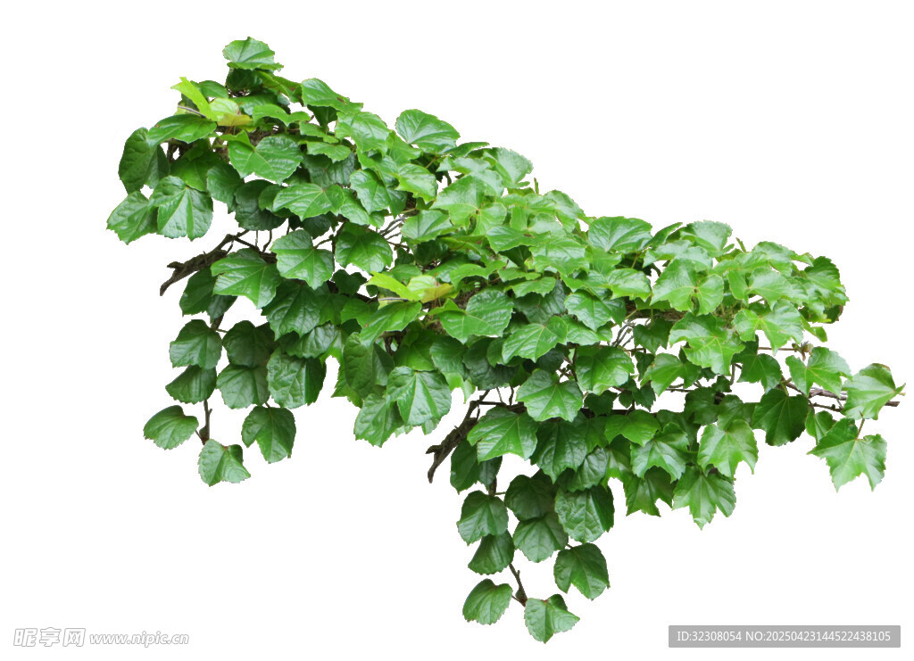 翠绿藤蔓植物枝叶特写