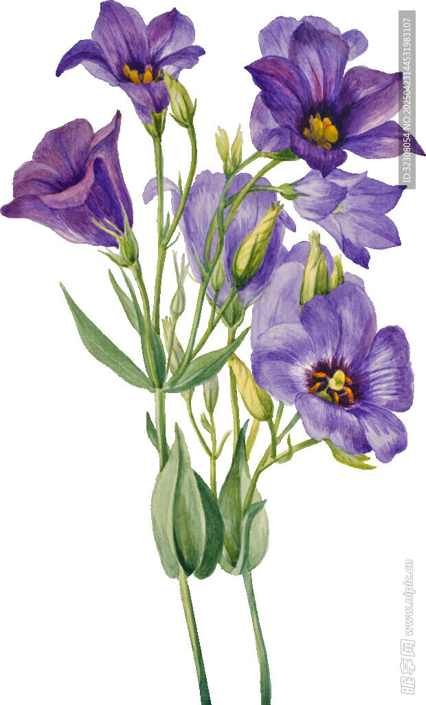 紫色花卉插画
