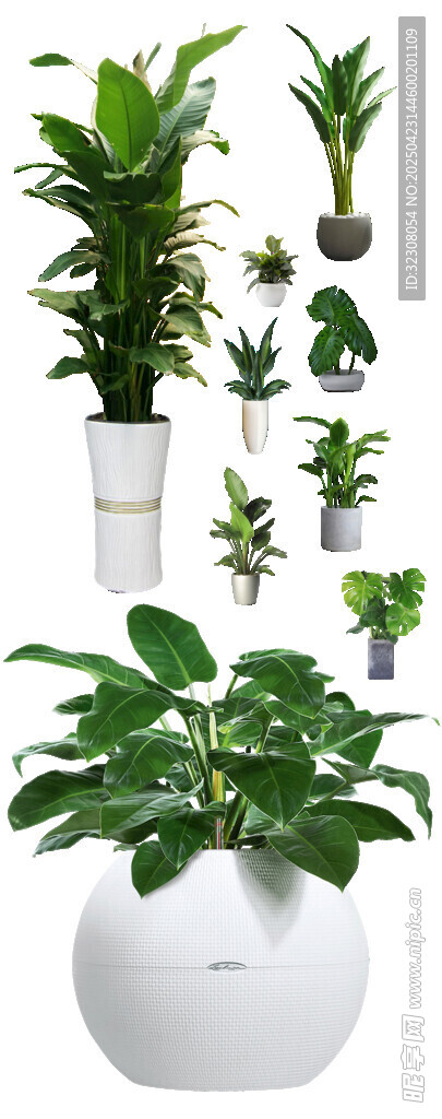 多样绿植盆栽组合展示