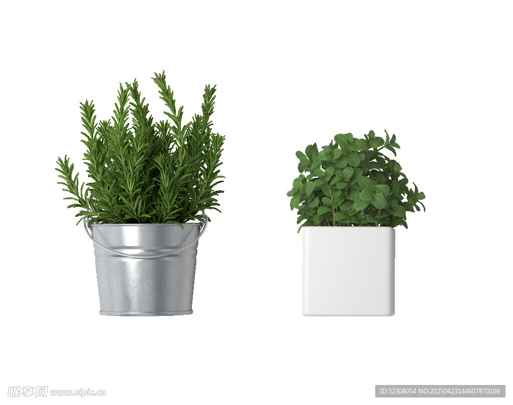 两盆绿植简约盆栽展示