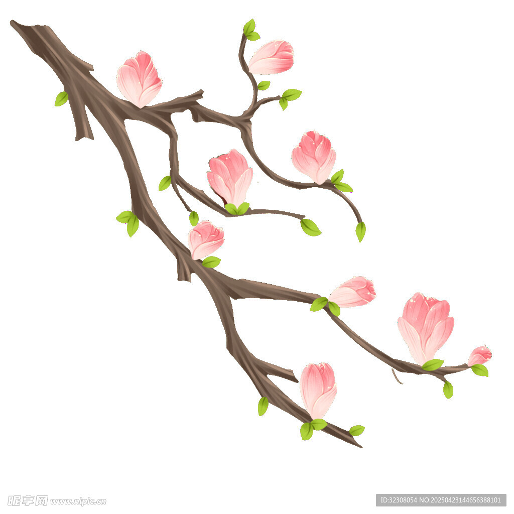 粉色玉兰花枝