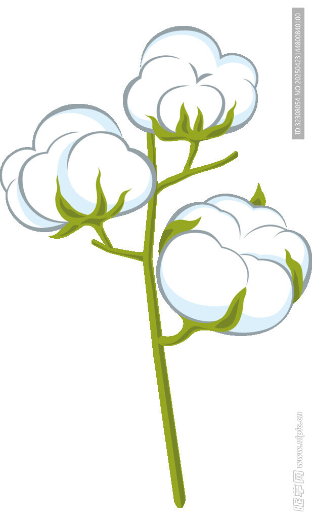 棉花植物插画