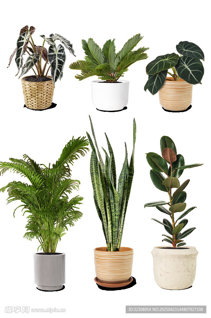 多样盆栽植物展示