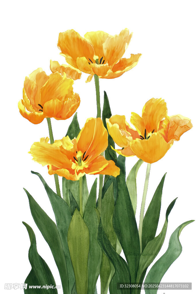 水彩绘黄色郁金香花卉图