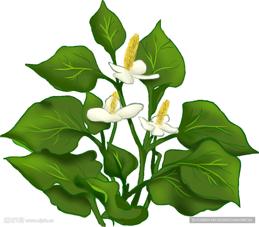 白花绿叶植物插画