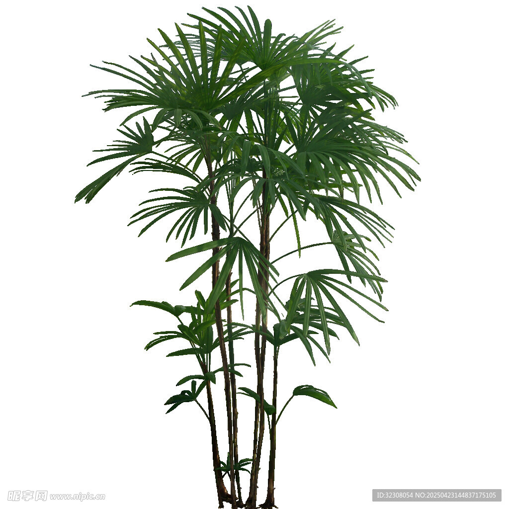 优雅散尾葵植物特写