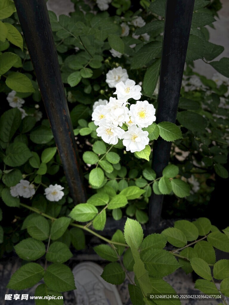 栅栏旁绽放的白色小花