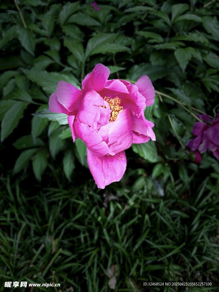 娇艳粉色牡丹花绽放