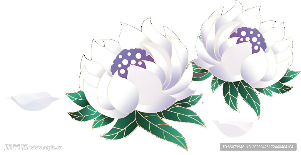 雪莲花 两朵白花绿叶优雅绽放