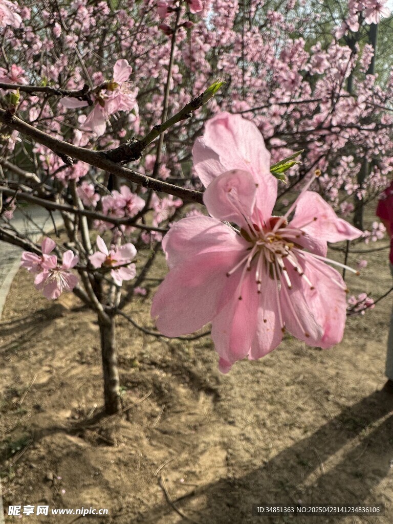 盛开的粉色桃花美景