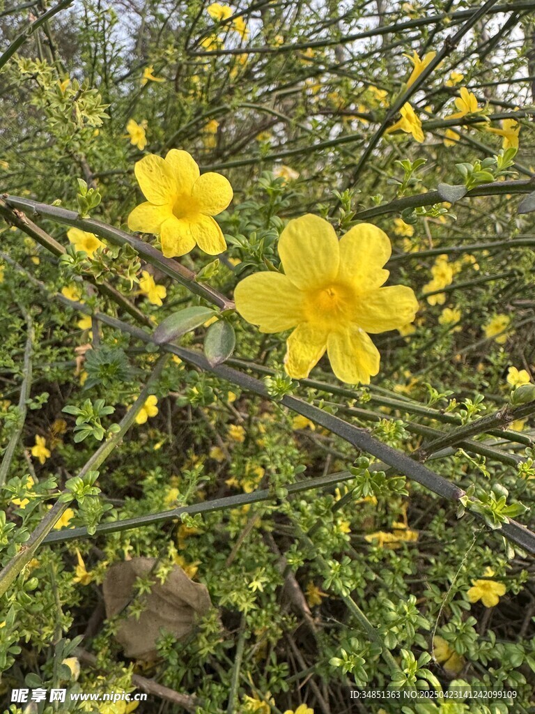 迎春花
