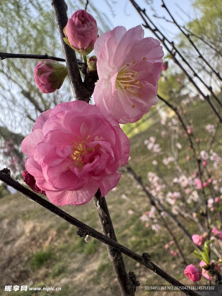 樱花  