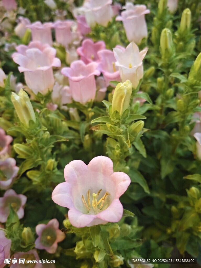 粉色风铃花绽放的美丽