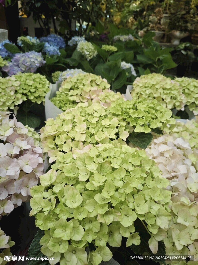 清新绣球花绽放美景