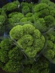 翠绿绣球状苔藓植物