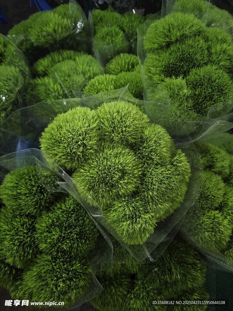 翠绿绣球状苔藓植物