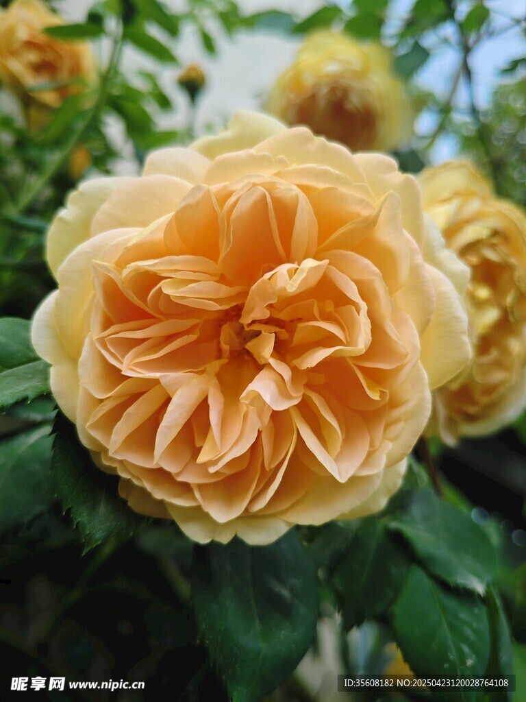 金黄盛开的娇艳月季花
