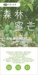 森林蜜芒宣传页展示