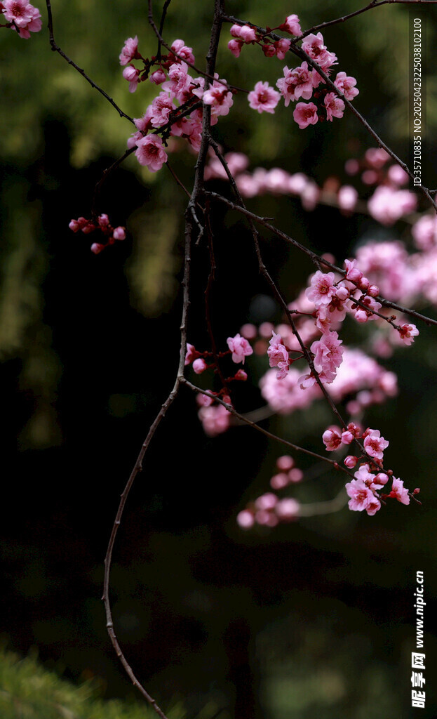 粉色小花枝特写