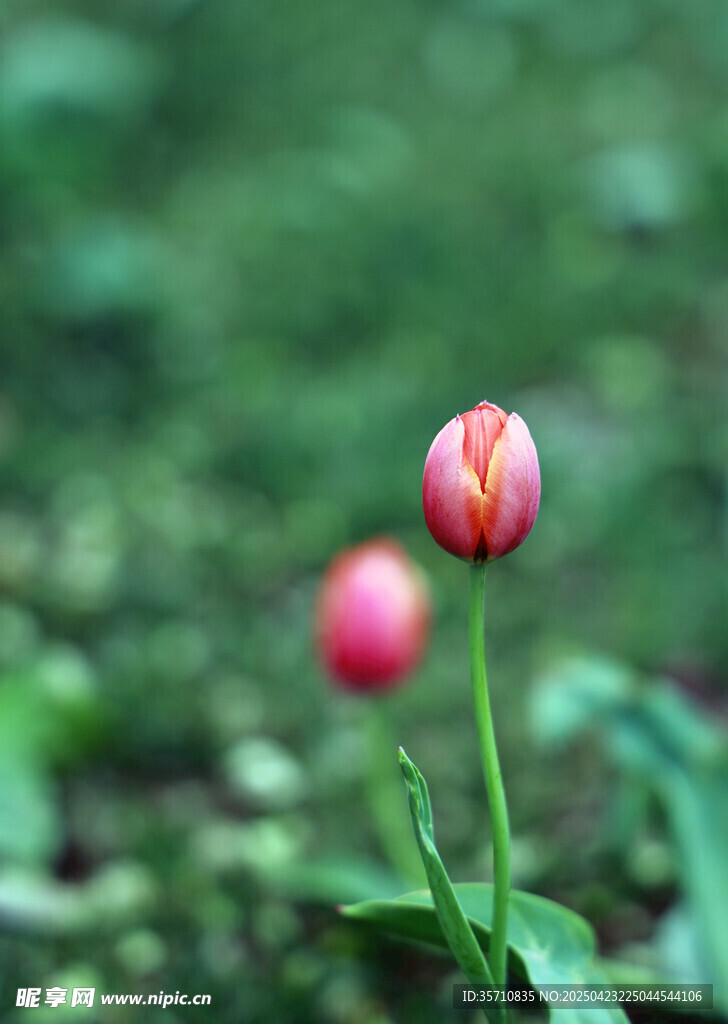 两朵娇艳郁金香