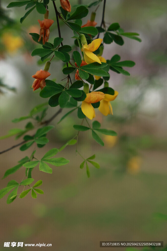 枝头绽放的艳丽小黄花