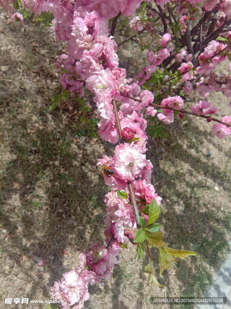 枝头绽放的粉嫩桃花