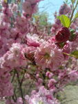 重瓣榆叶梅 粉红色花朵和蜜蜂