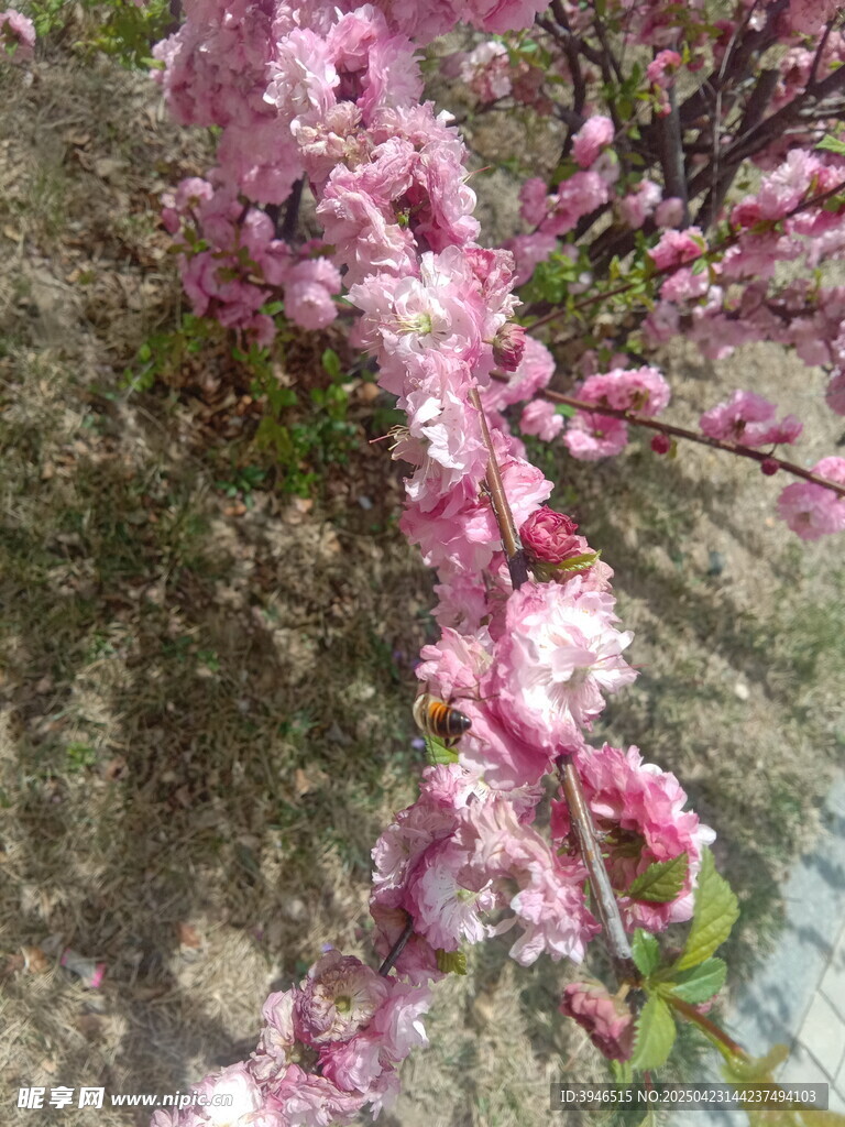 粉色桃花垂于斑驳石上
