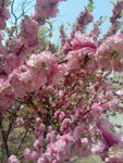 重瓣榆叶梅 粉红色花朵和蜜蜂