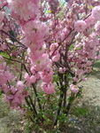 重瓣榆叶梅 粉红色花朵